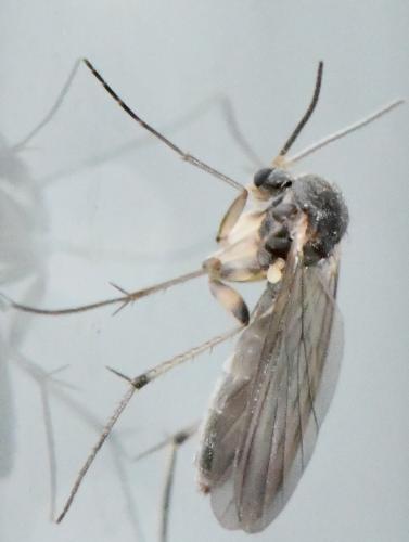 Brevicornu sp.